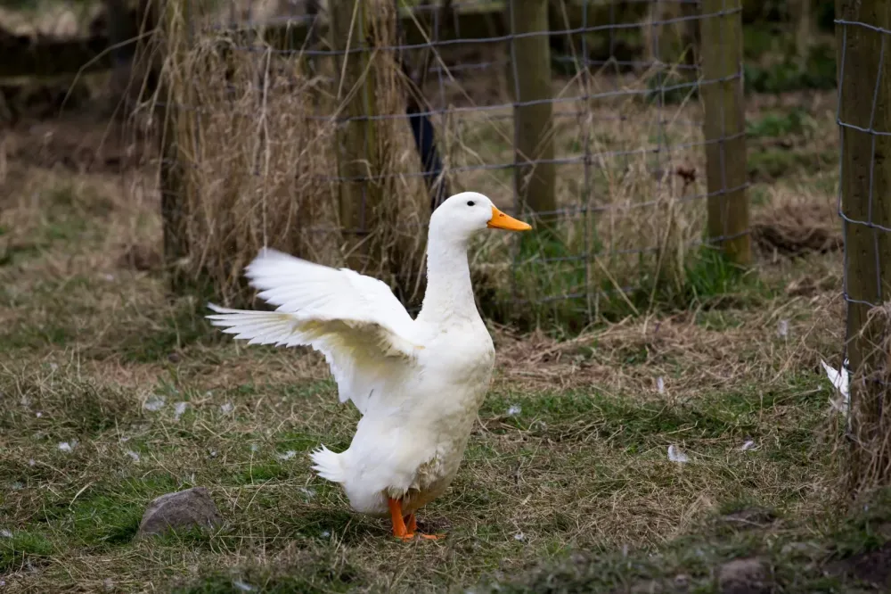 canard