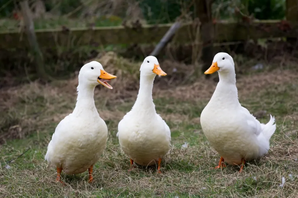 canards parlent