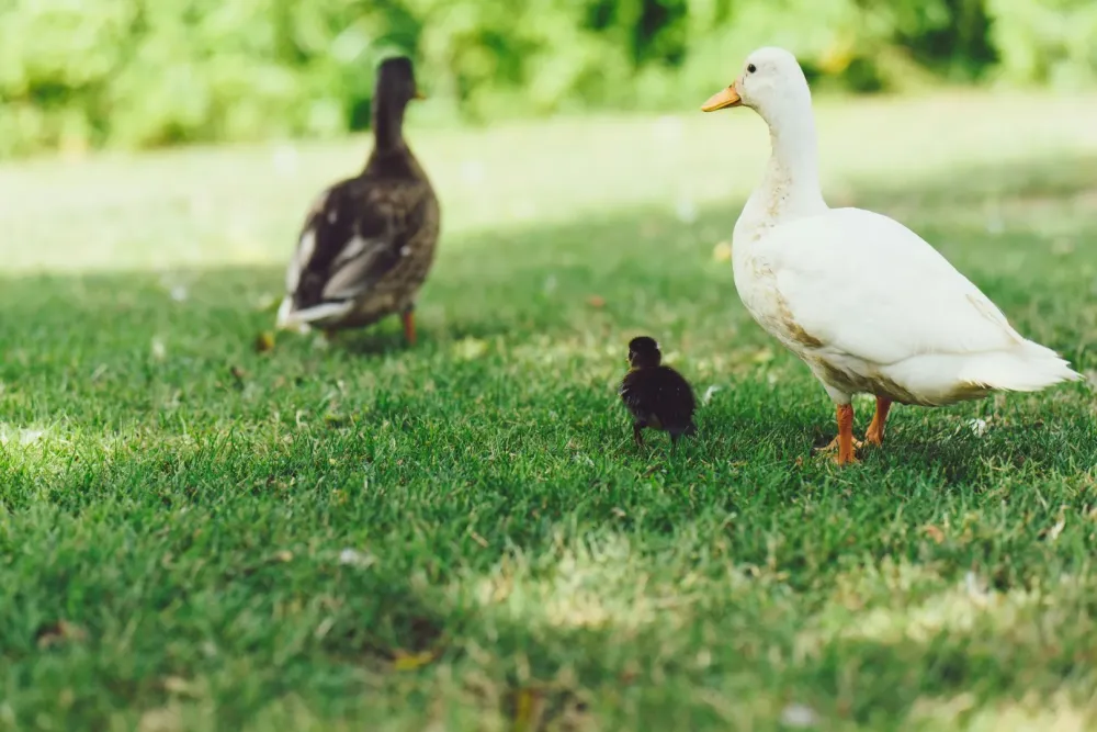 canard