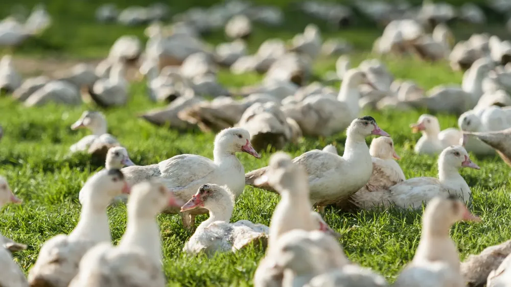 Producteur de canard à Tarbes