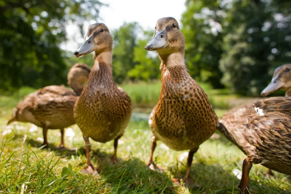 Achat canard gras à Tarbes