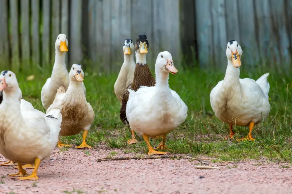 Vente directe producteur canard à Tarbes