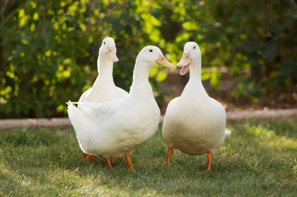 Producteur canard traditionnel à Tarbes